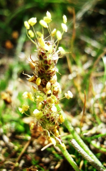 Plantago maritima subsp. serpentina